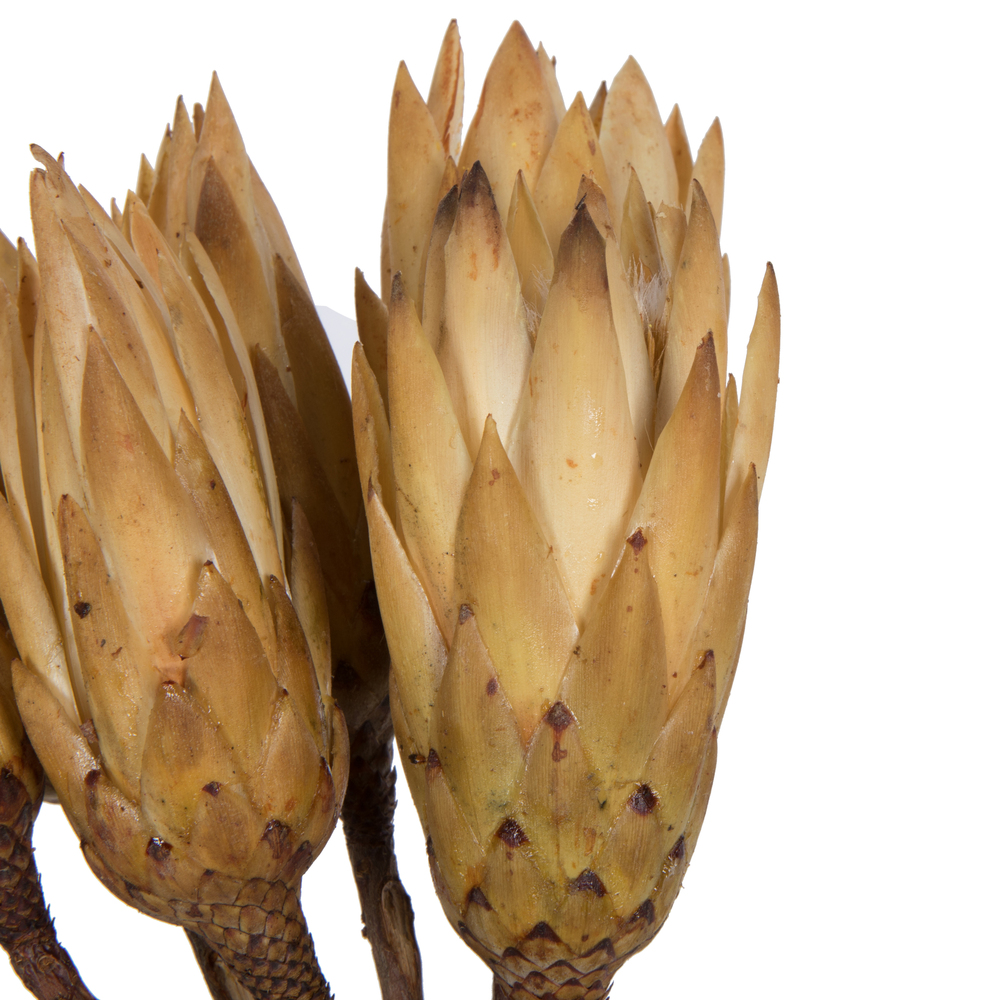 Vickerman 14" Repens on Natural Stem, Dried 6 Pack
