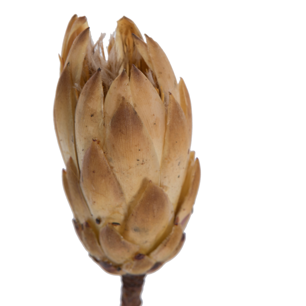 Vickerman 14" Repens on Natural Stem, Dried 6 Pack