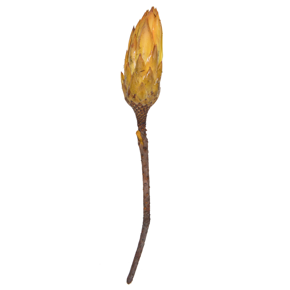 Vickerman 14" Repens on Natural Stem, Dried 6 Pack