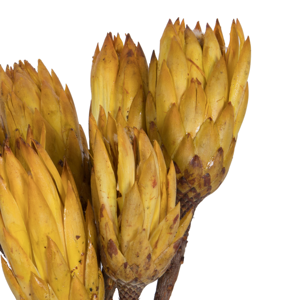 Vickerman 14" Repens on Natural Stem, Dried 6 Pack