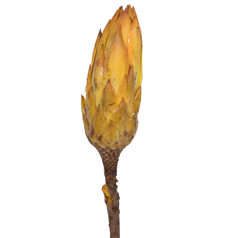 Vickerman 14" Repens on Natural Stem, Dried 6 Pack