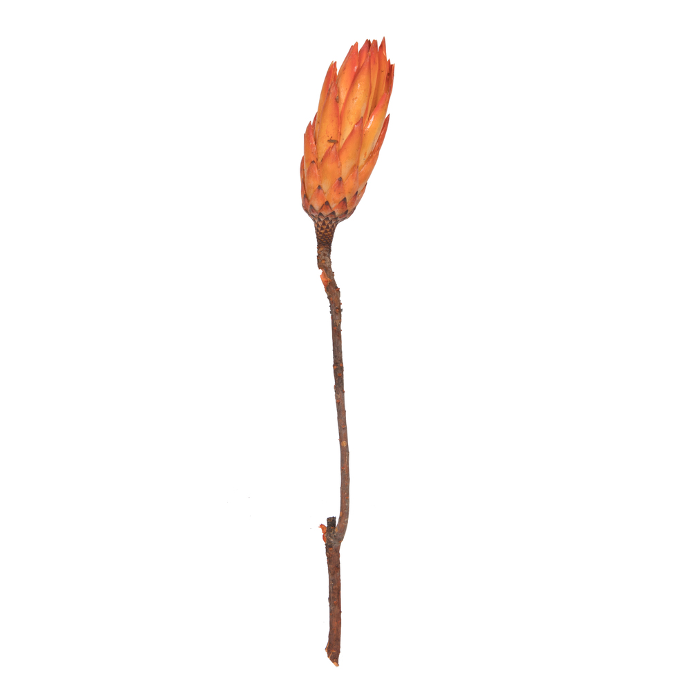 Vickerman 14" Repens on Natural Stem, Dried 6 Pack