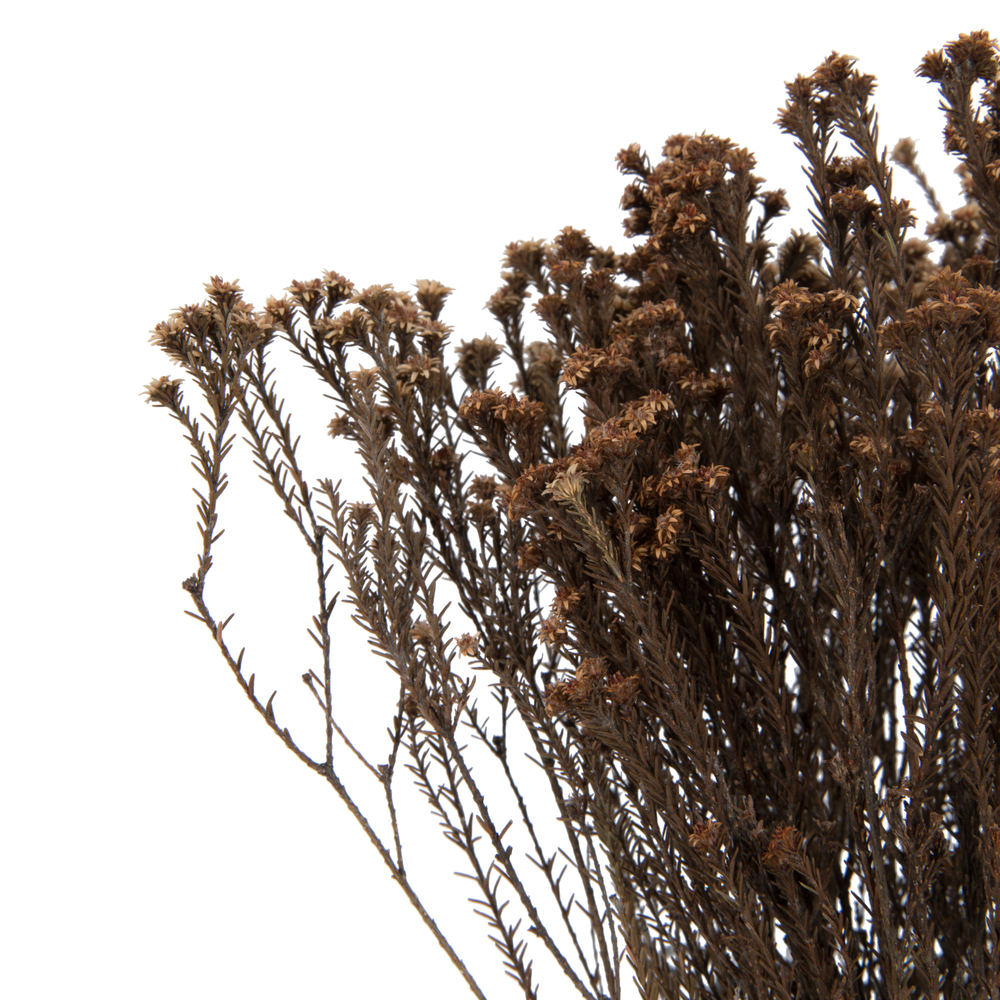 Vickerman Natural Botanicals 19" x 4" Staavia, 100 grams per Unit