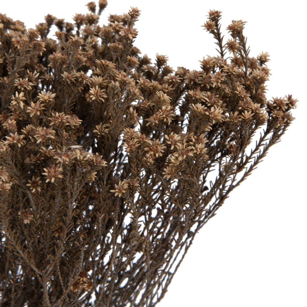 Vickerman Natural Botanicals 19" x 4" Staavia, 100 grams per Unit