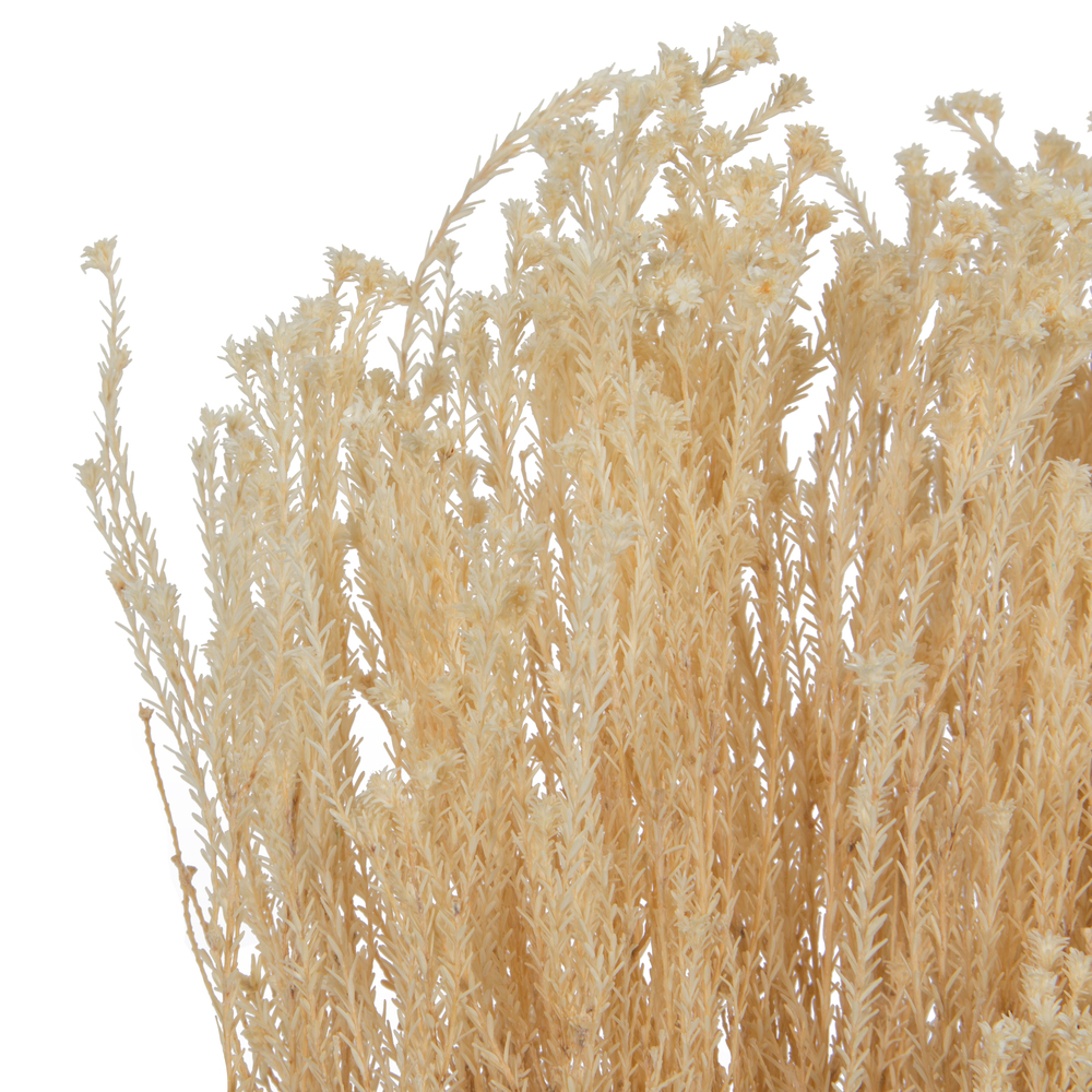 Vickerman Natural Botanicals 19" x 4" Staavia, 100 grams per Unit