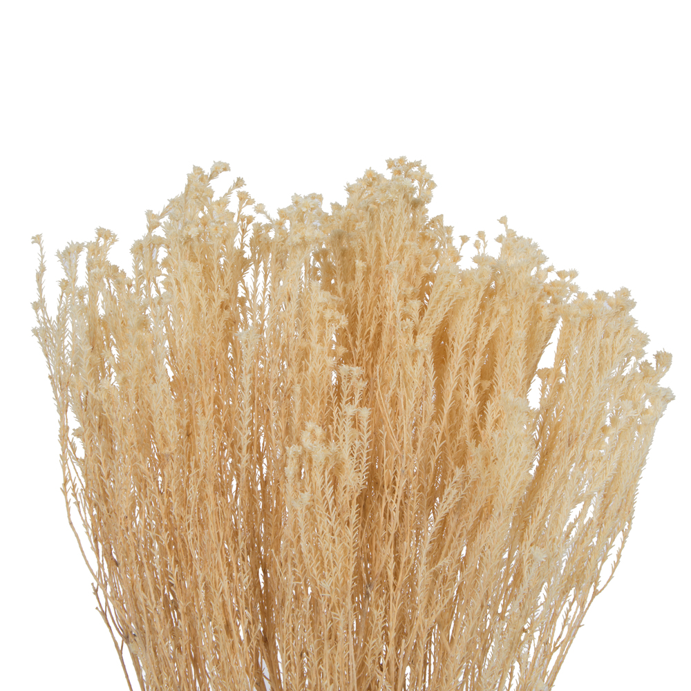 Vickerman Natural Botanicals 19" x 4" Staavia, 100 grams per Unit