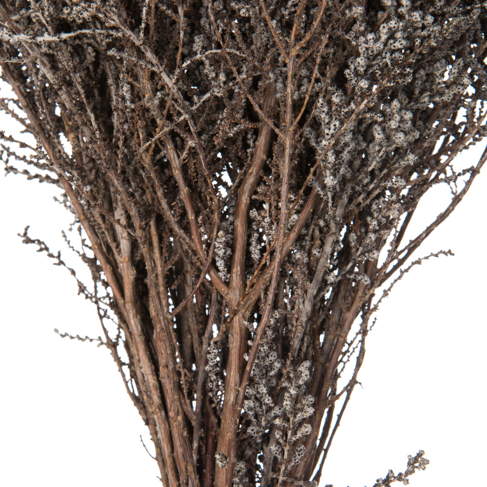 Vickerman 14"-18" Stoebe Bundle, Preserved