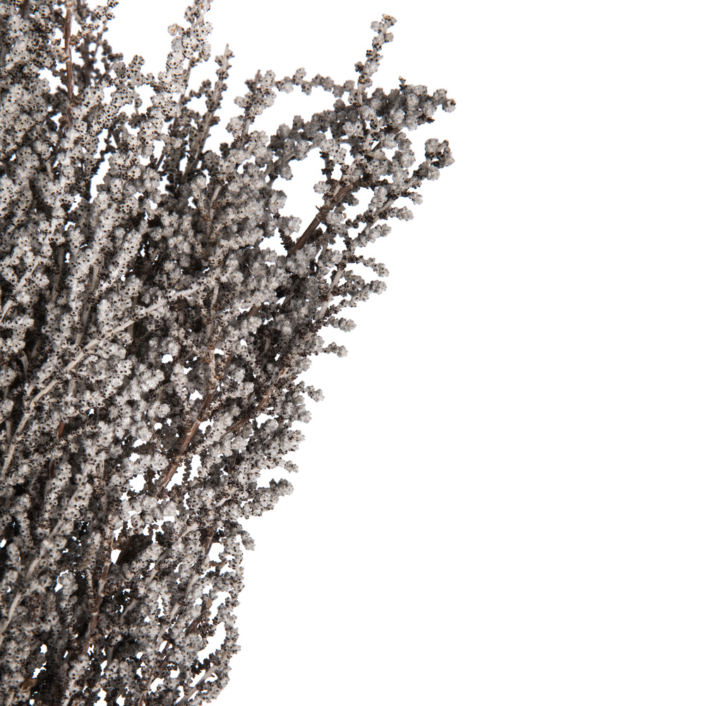 Vickerman 14"-18" Stoebe Bundle, Preserved