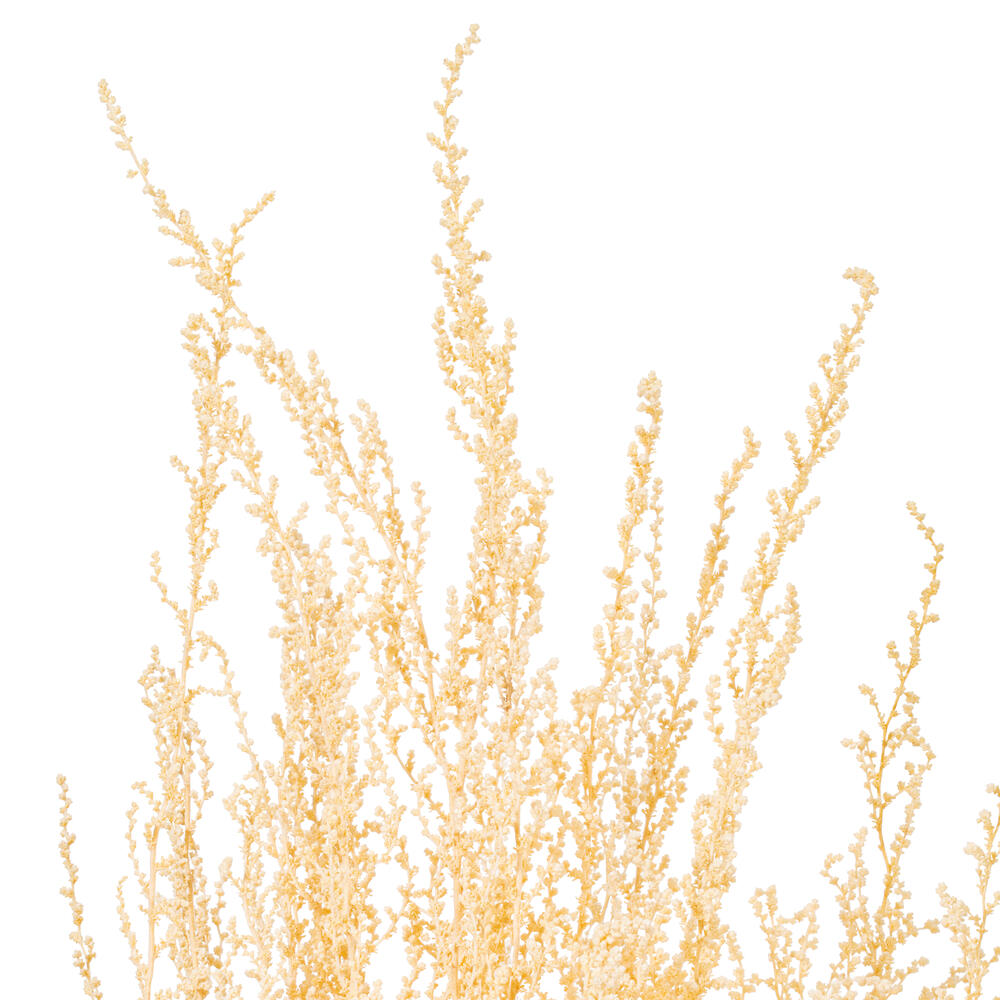 18" Bleached Stoebe 2.5 oz Bunch