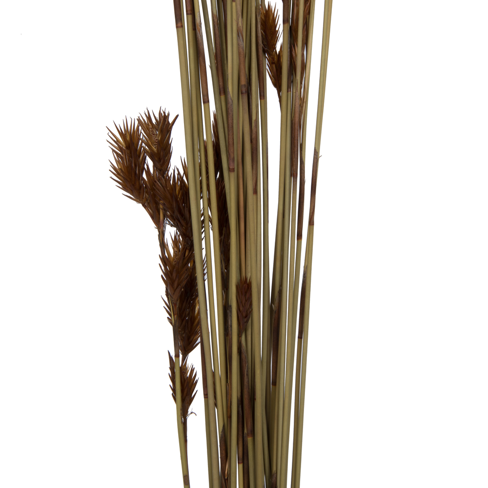 33"x5" Thatch Reed 3.5oz Bunch