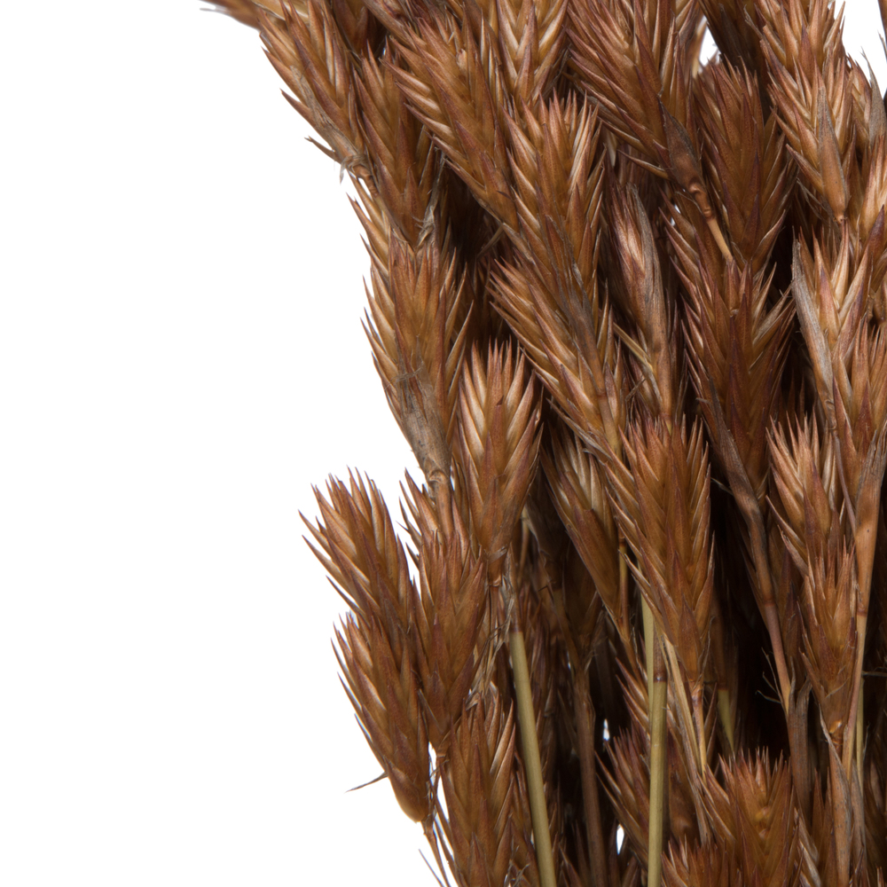 33"x5" Thatch Reed 3.5oz Bunch