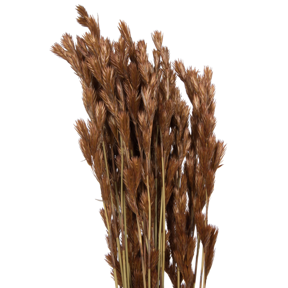 33"x5" Thatch Reed 3.5oz Bunch