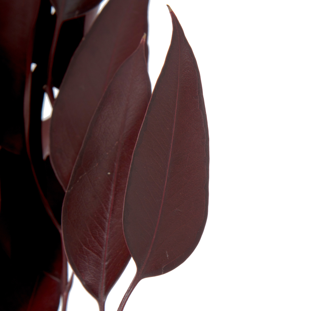 Vickerman Natural Botanicals Red Eucalyptus Willow