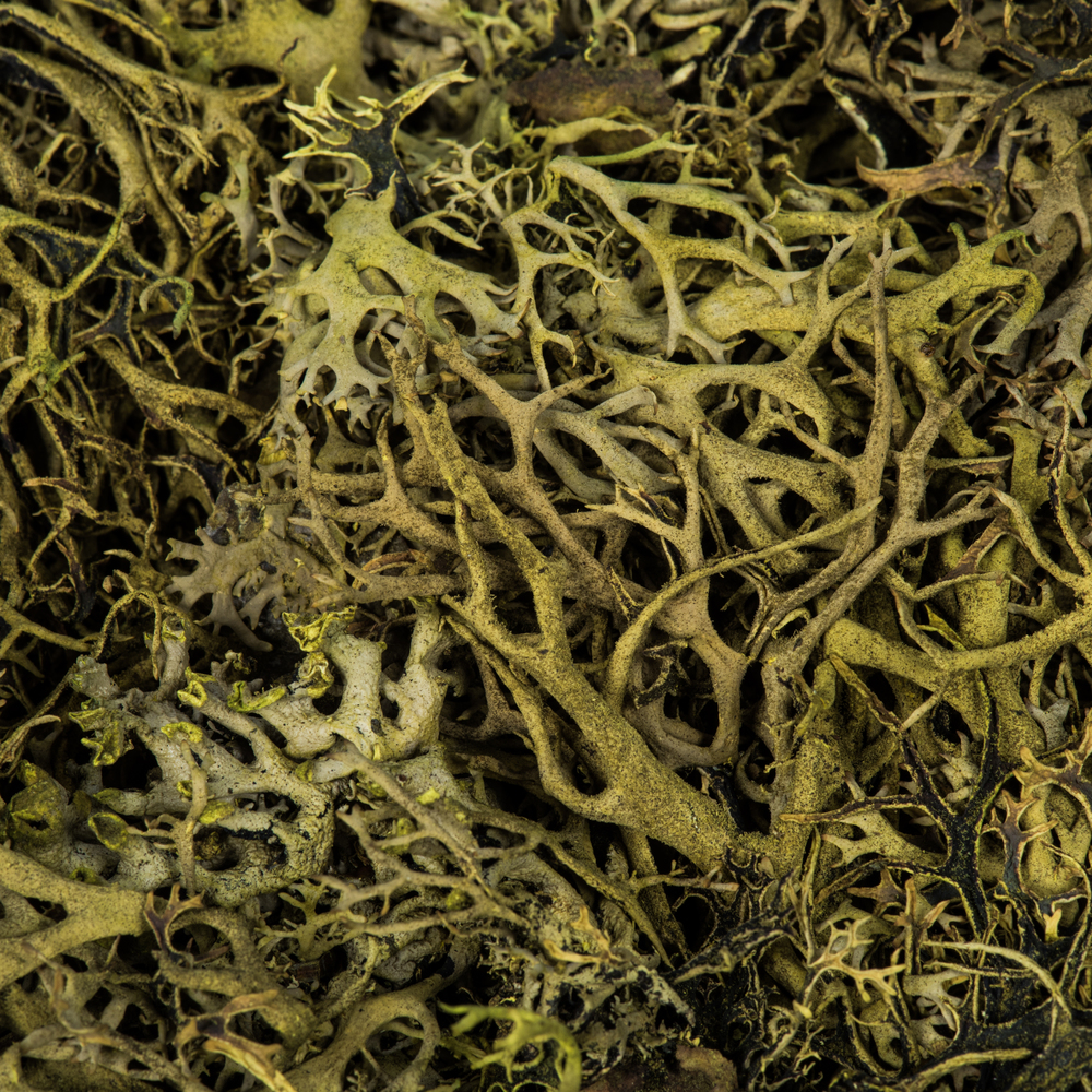 Moss Green Wolf Lichen Moss 8oz