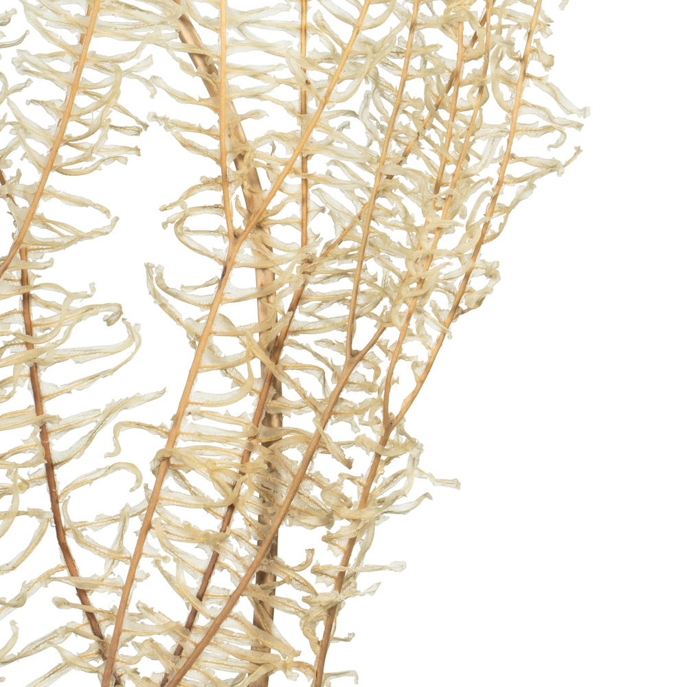 26" Bleached Andares Fern - 4 oz