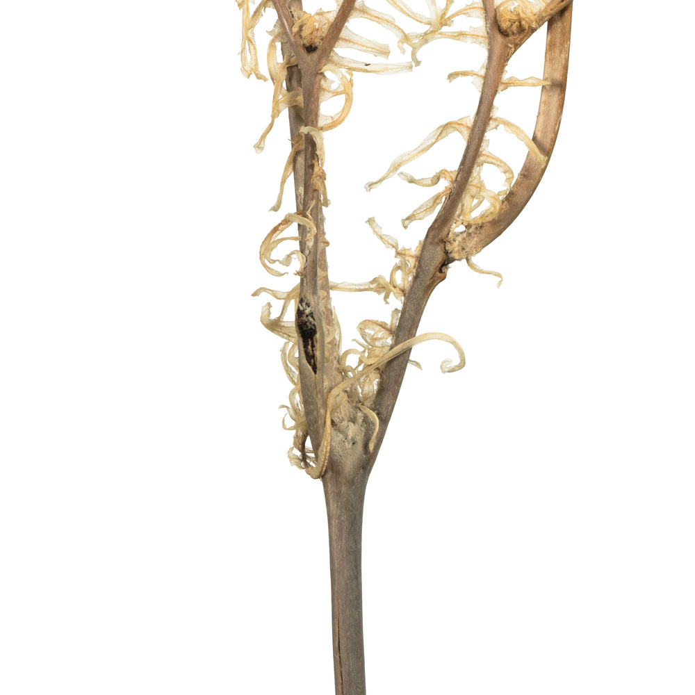 26" Bleached Andares Fern - 4 oz