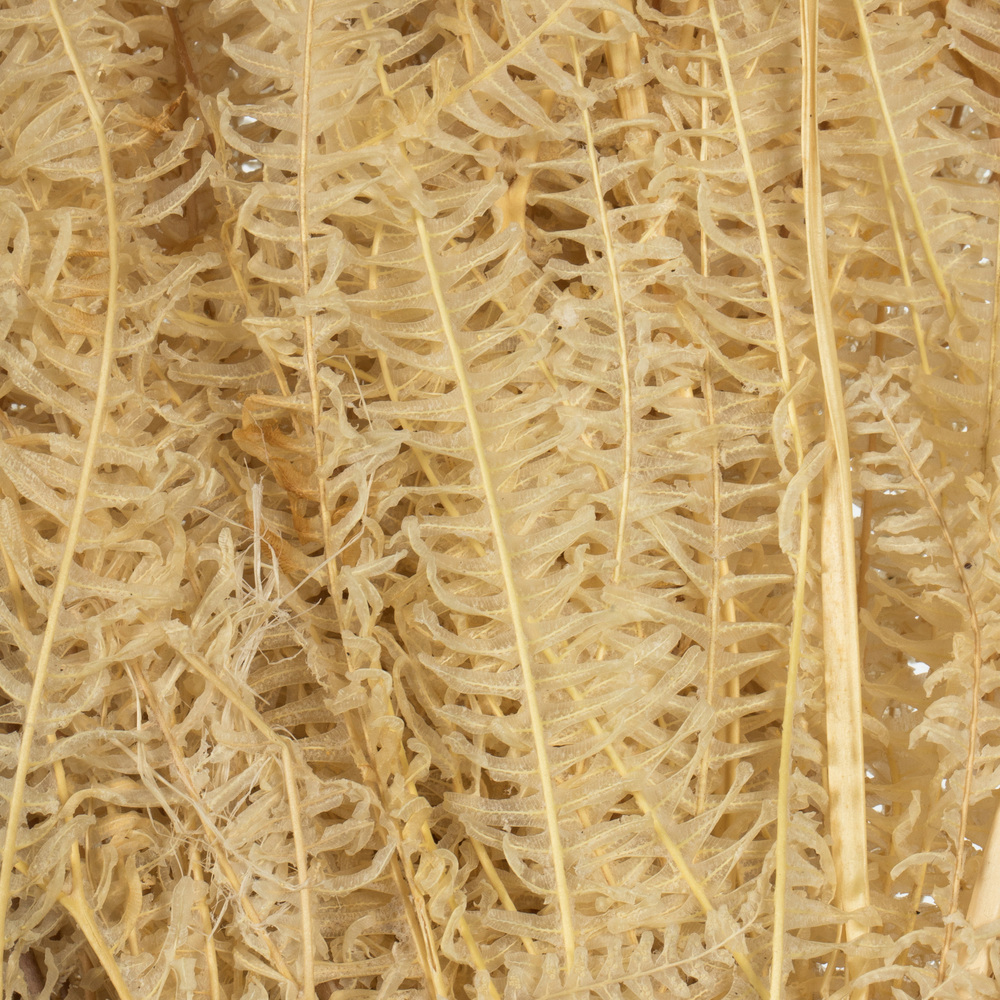 26" Bleached Andares Fern - 4 oz