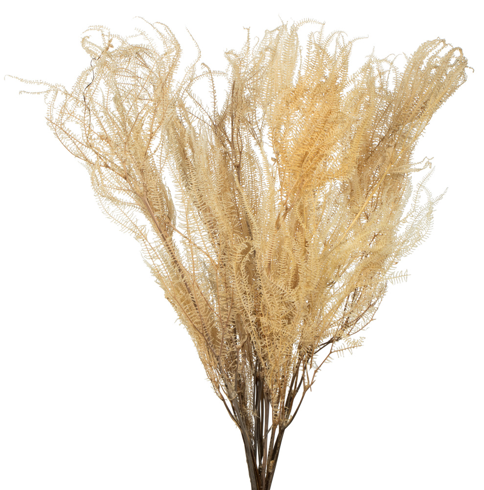 26" Bleached Andares Fern - 4 oz