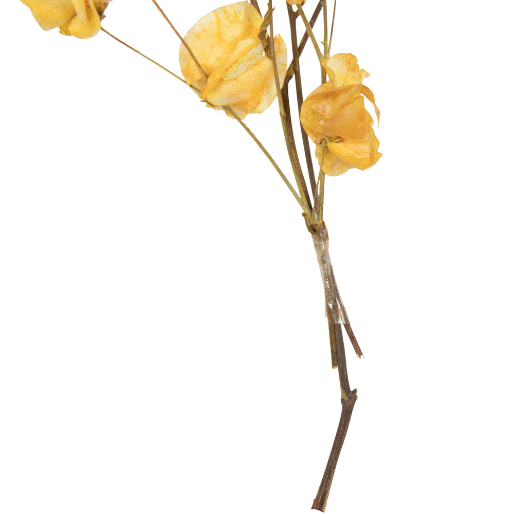 Vickerman Cara Blossom Spray