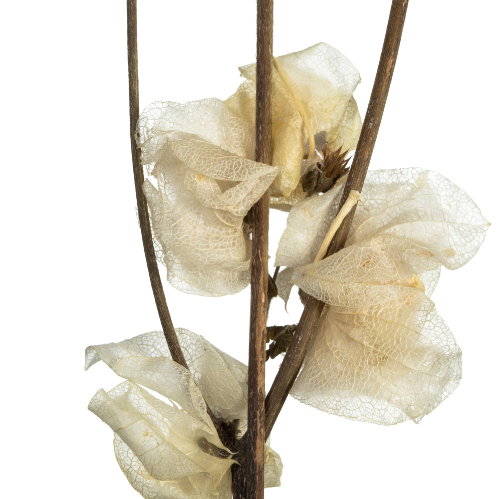 Vickerman Cara Blossom Spray
