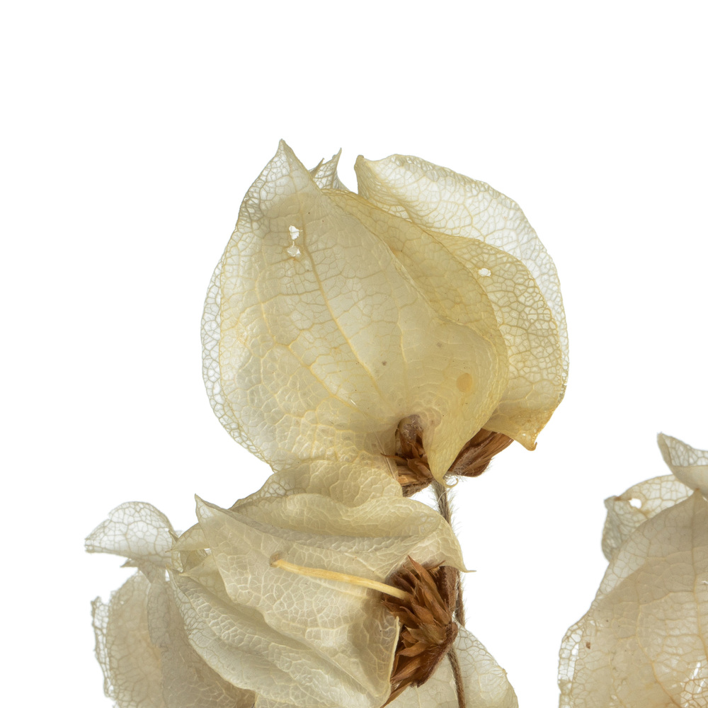 Vickerman Cara Blossom Spray