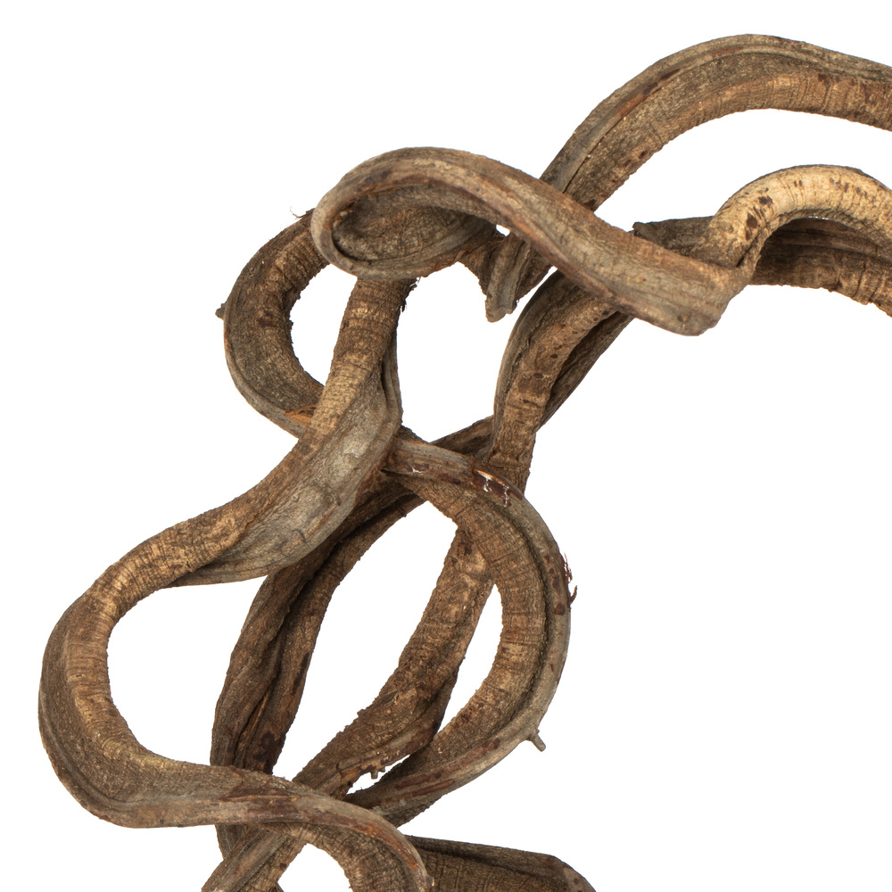 Vickerman 13" Coiled Vine, Dried