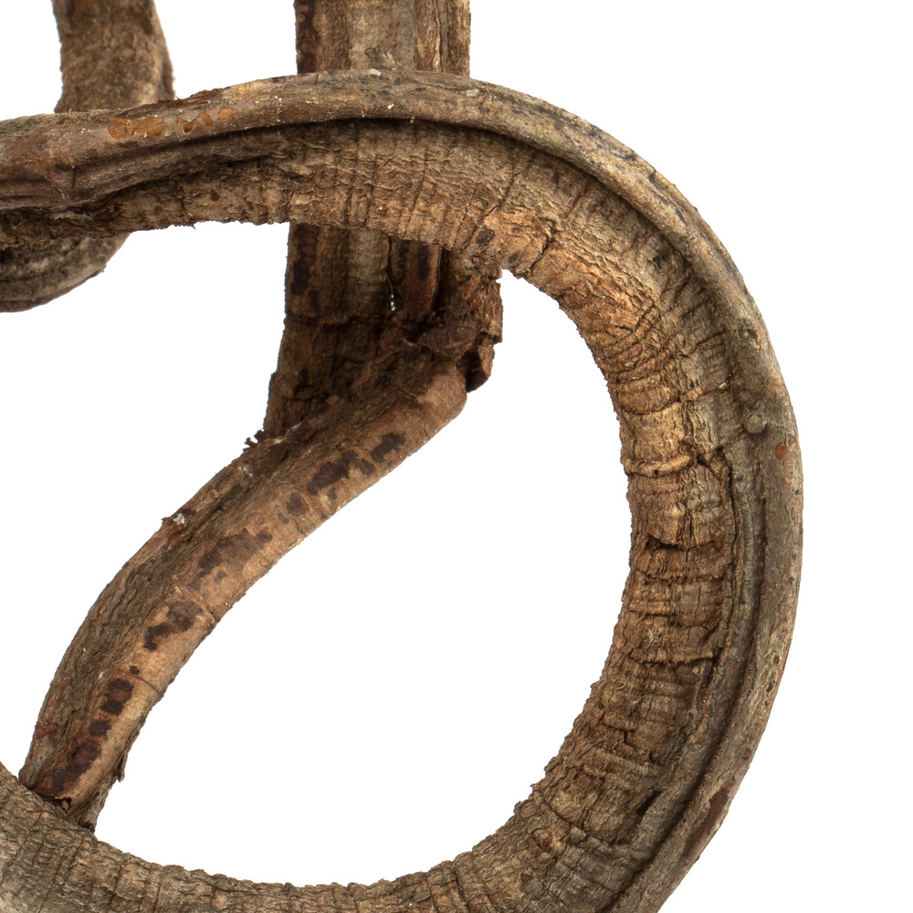 Vickerman 13" Coiled Vine, Dried