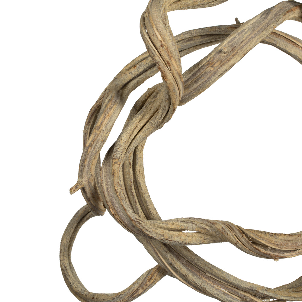 Vickerman 13" Coiled Vine, Dried