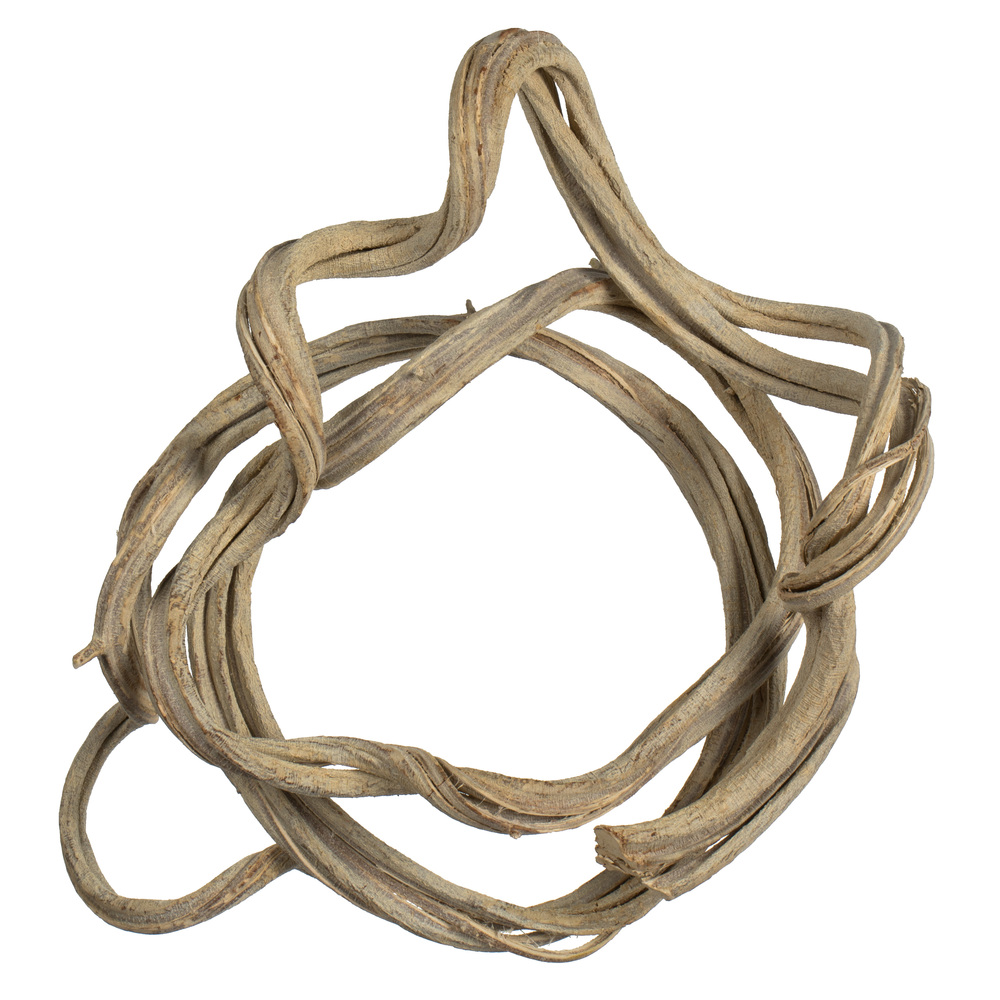 Vickerman 13" Coiled Vine, Dried