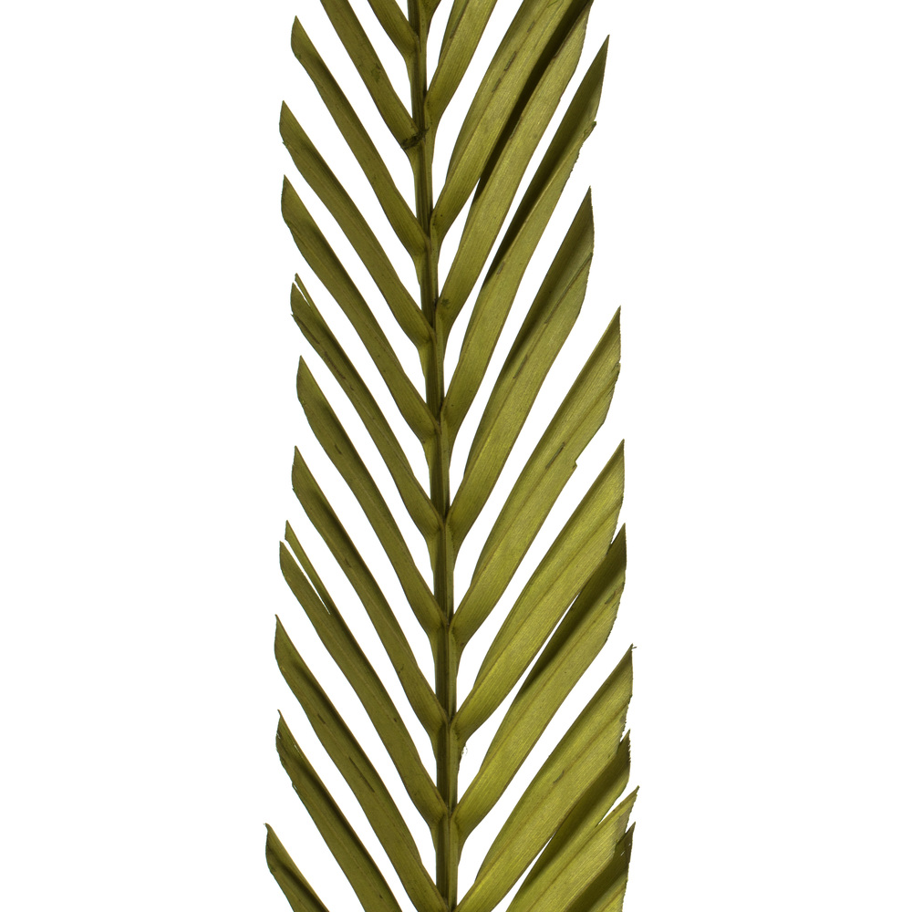 38-48" Basil Coco Palm Designer Cut 6/pk