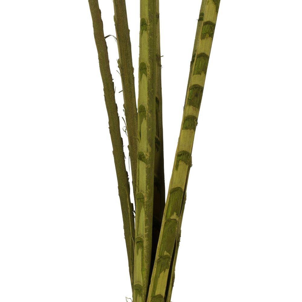 38-48" Basil Coco Palm Designer Cut 6/pk