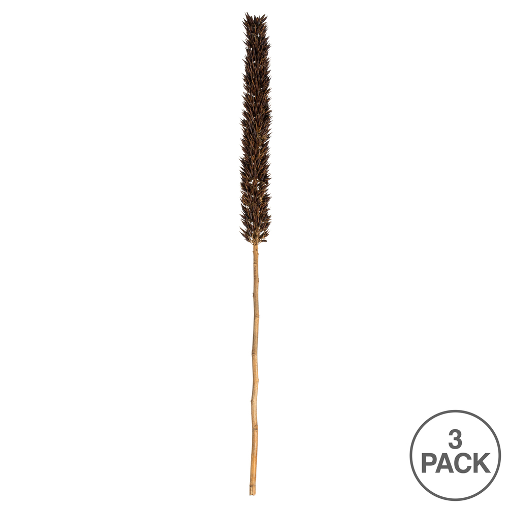 Vickerman Cierus Stem, Dried