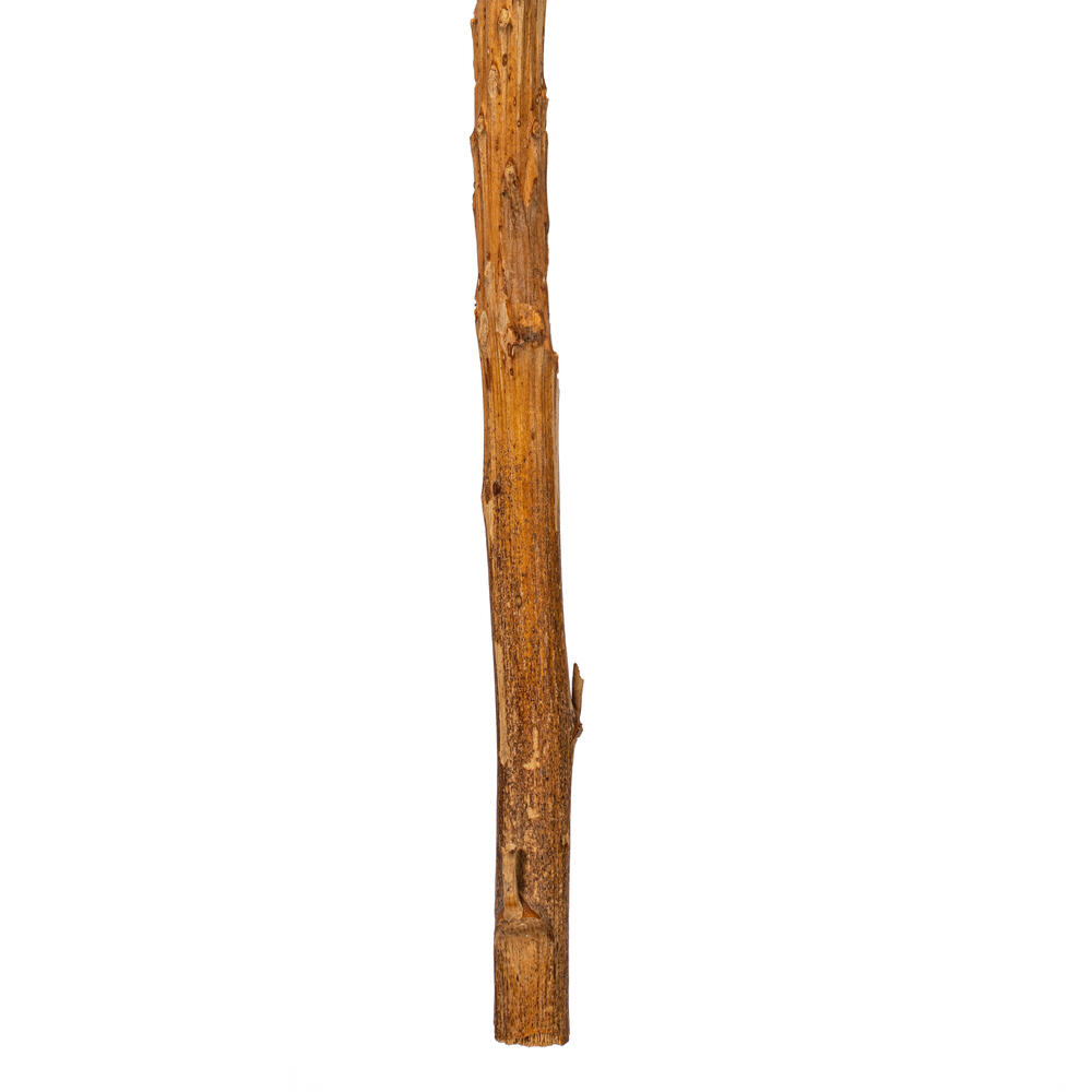 Vickerman 18" Dried Cirius Stem, 6 per bag