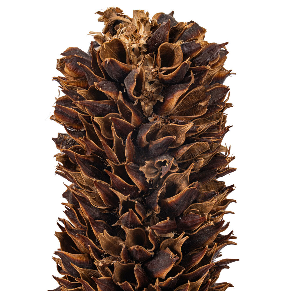 Vickerman 18" Dried Cirius Stem, 6 per bag