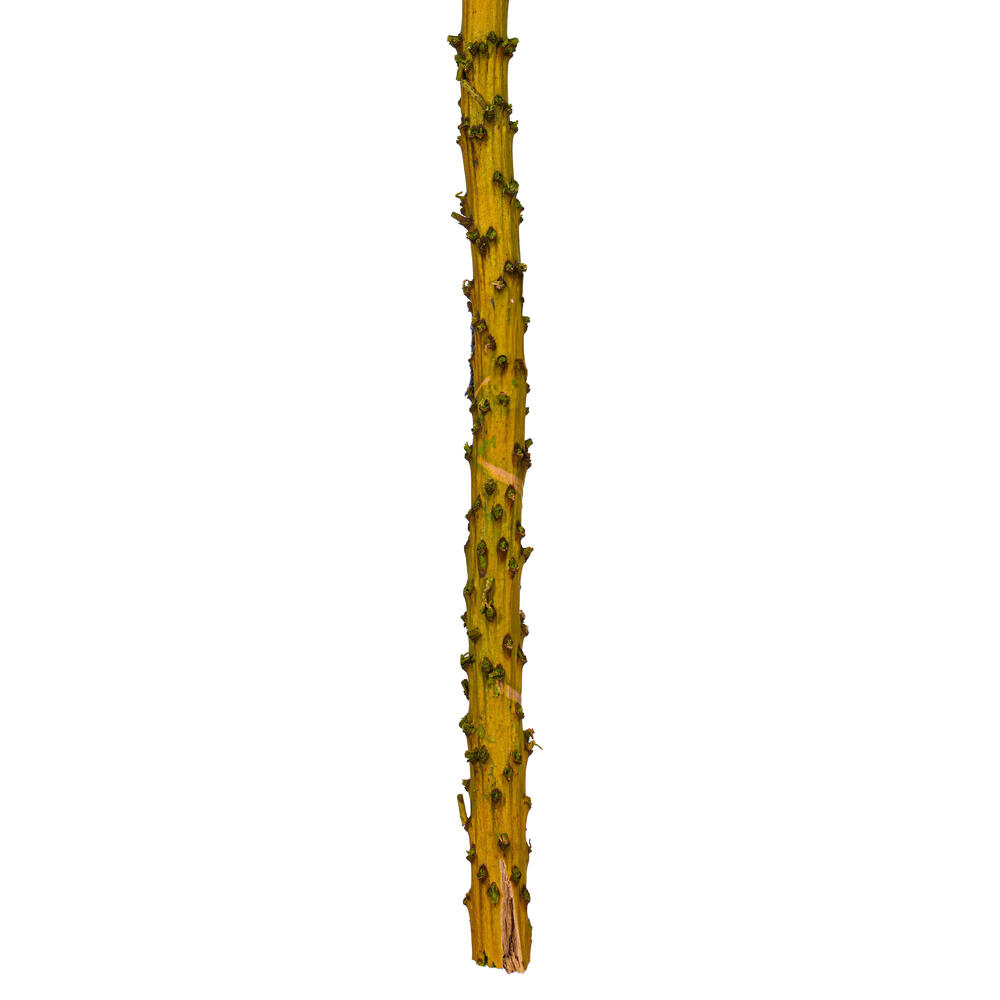 Vickerman 18" Dried Cirius Stem, 6 per bag