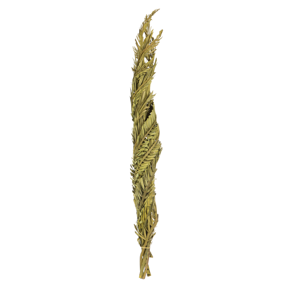 Vickerman 40-48" Twisted Coco Palm Stems, Dried