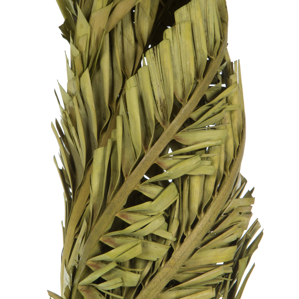 Vickerman 40-48" Twisted Coco Palm Stems, Dried