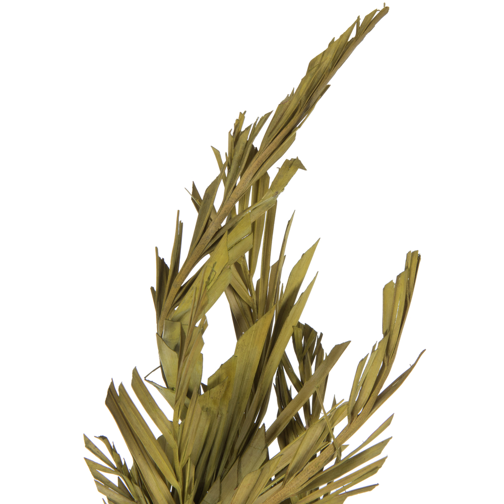 Vickerman 40-48" Twisted Coco Palm Stems, Dried
