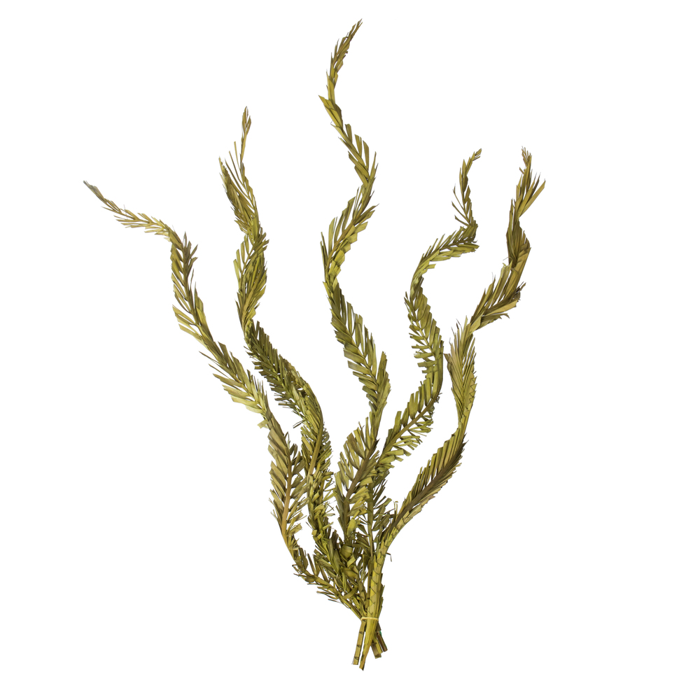Vickerman 40-48" Twisted Coco Palm Stems, Dried