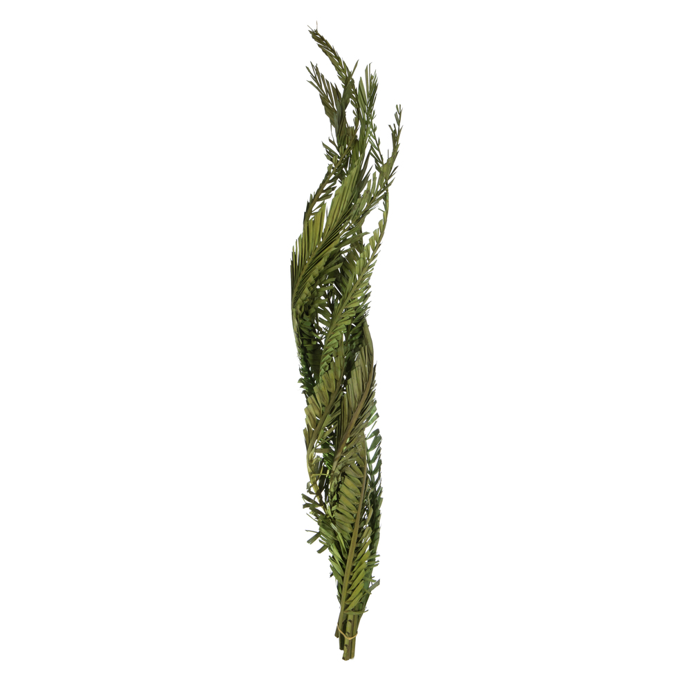 Vickerman 40-48" Twisted Coco Palm Stems, Dried