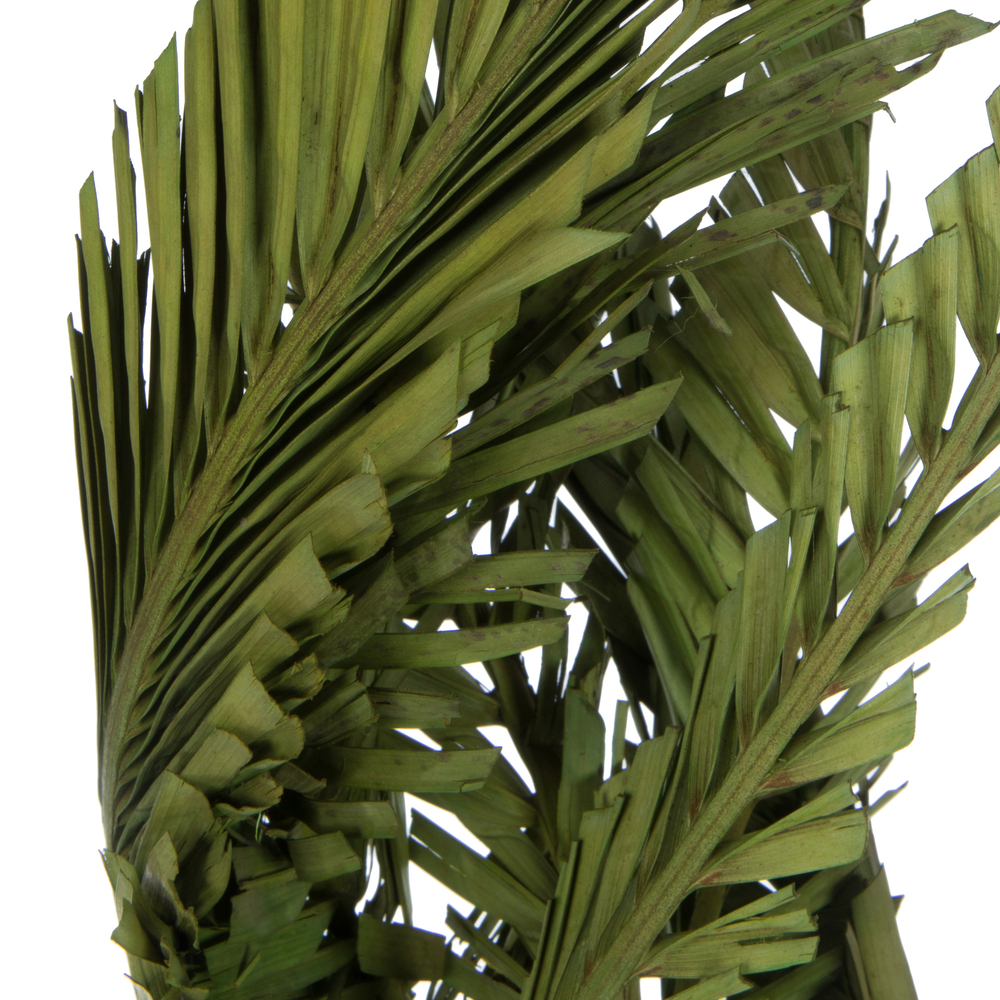 Vickerman 40-48" Twisted Coco Palm Stems, Dried