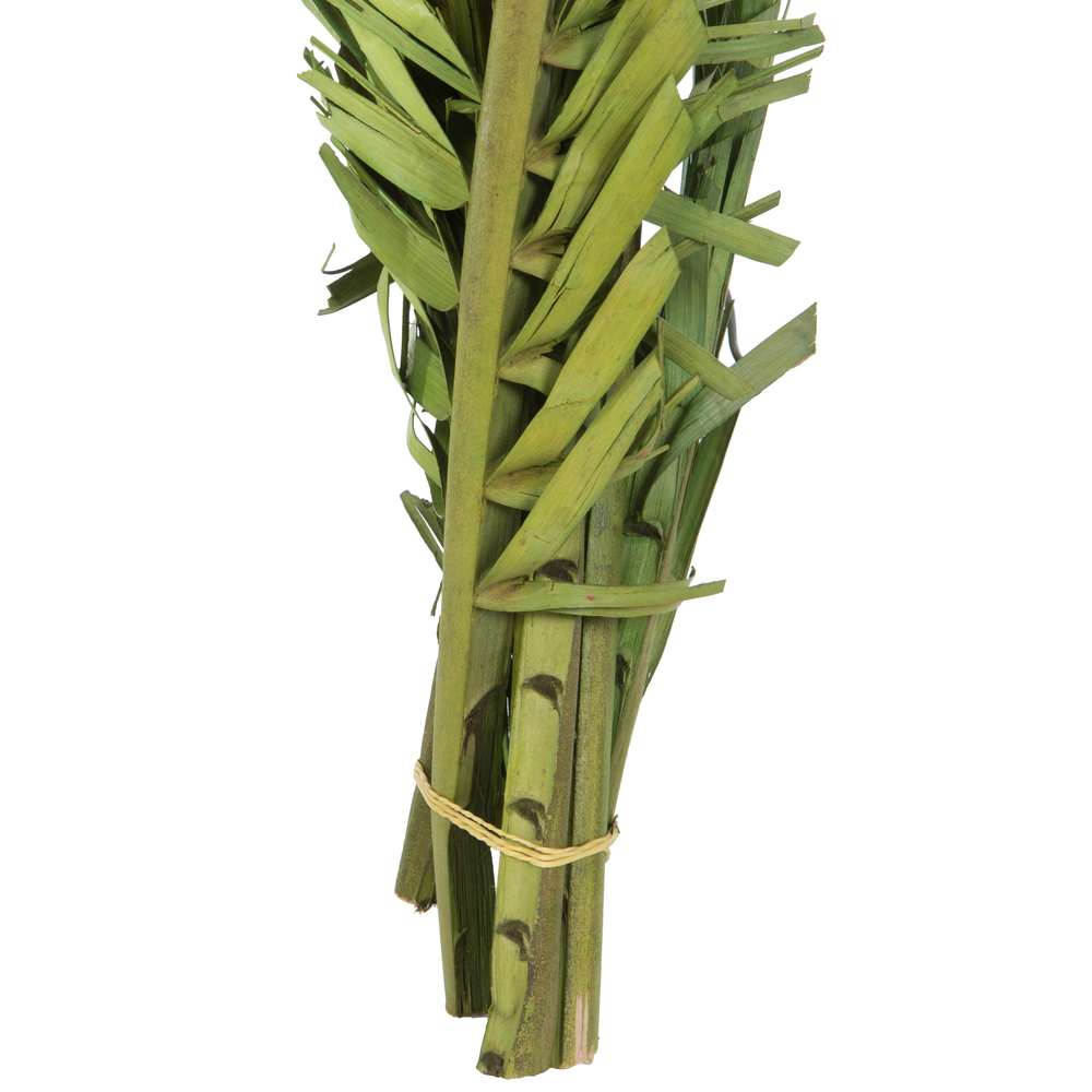 Vickerman 40-48" Twisted Coco Palm Stems, Dried