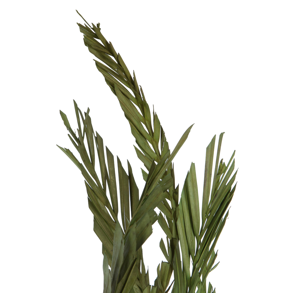 Vickerman 40-48" Twisted Coco Palm Stems, Dried