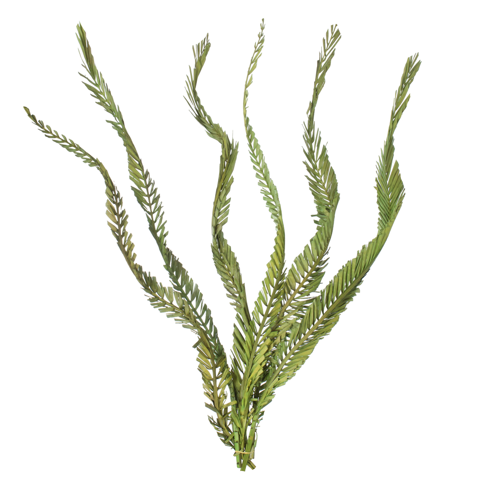 Vickerman 40-48" Twisted Coco Palm Stems, Dried
