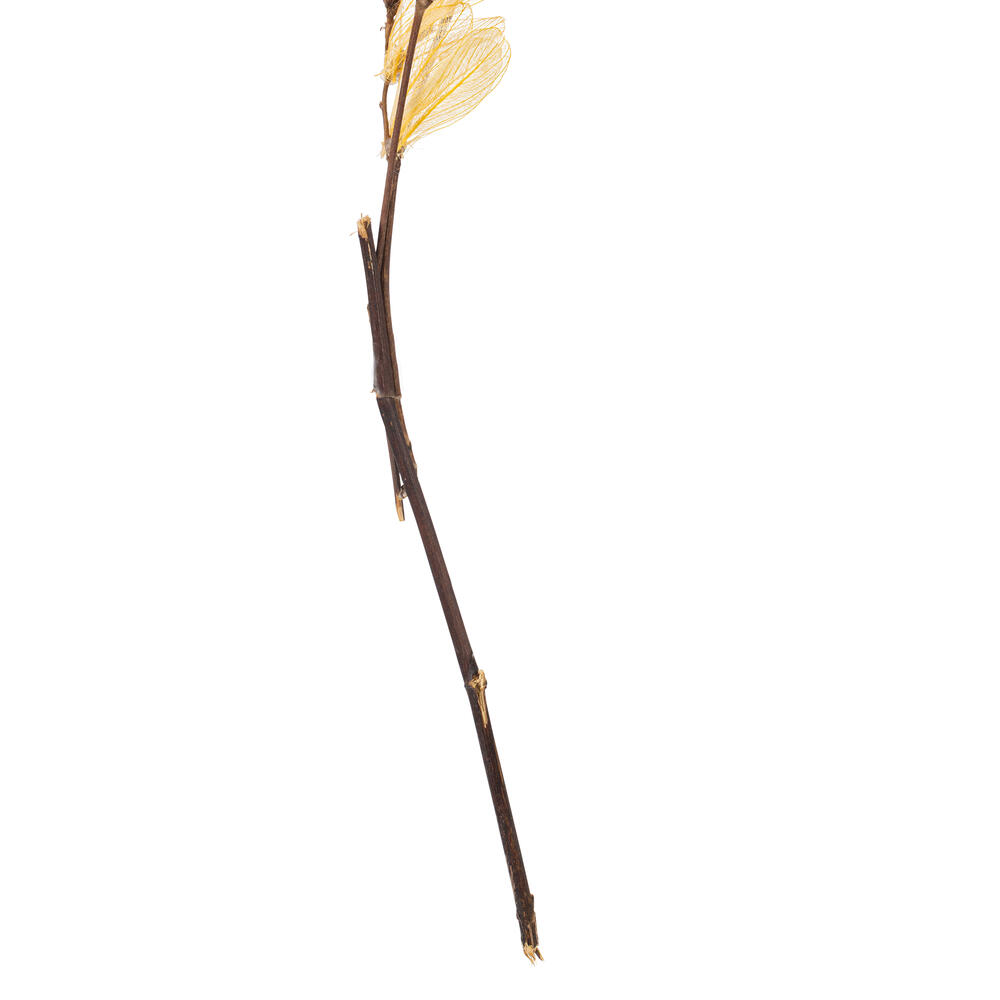 13.5-17" Bleached Cabo Verde Skeleton
