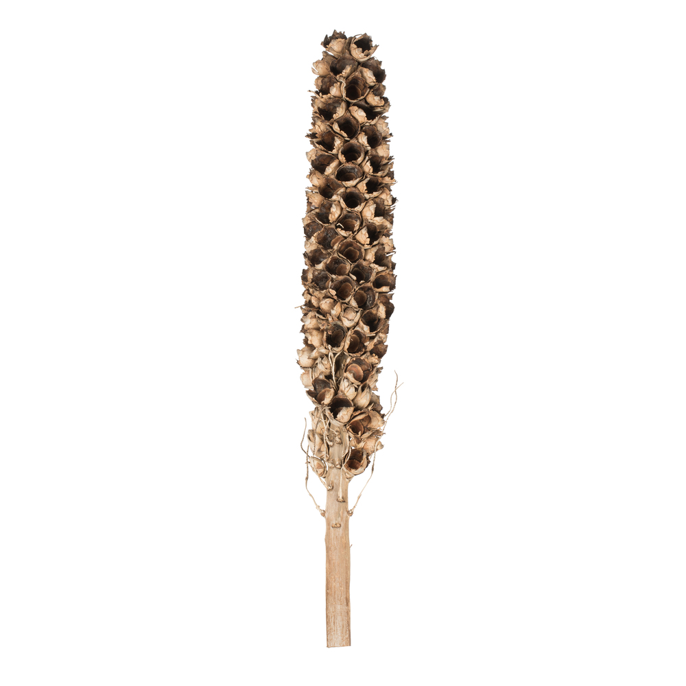 Vickerman Natural Giant Seed Pod Segment, Dried