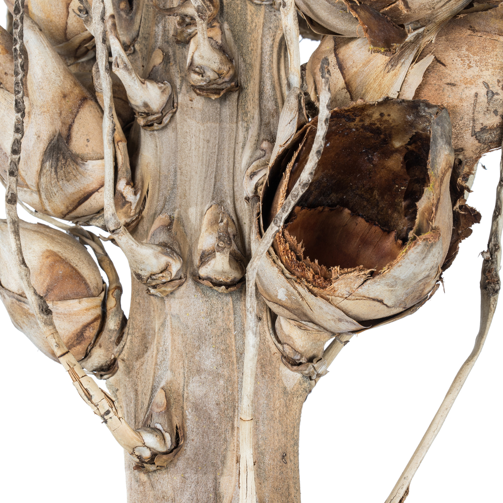 Vickerman Natural Giant Seed Pod Segment, Dried