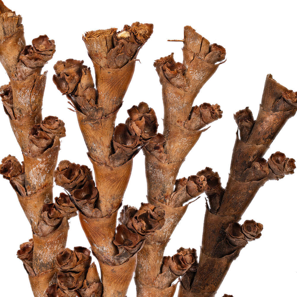 18" Dried Natural Buriti Twig 18/Bag
