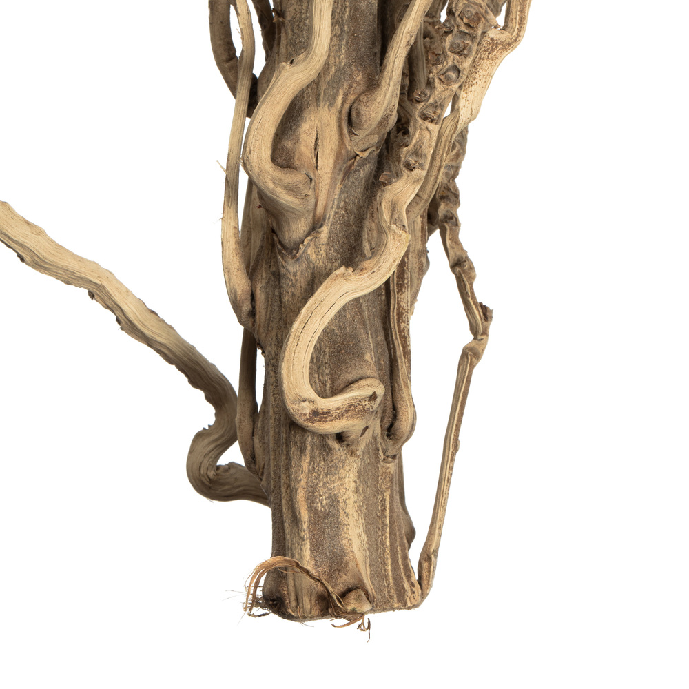 Vickerman Natural Medusa Branch, Dried