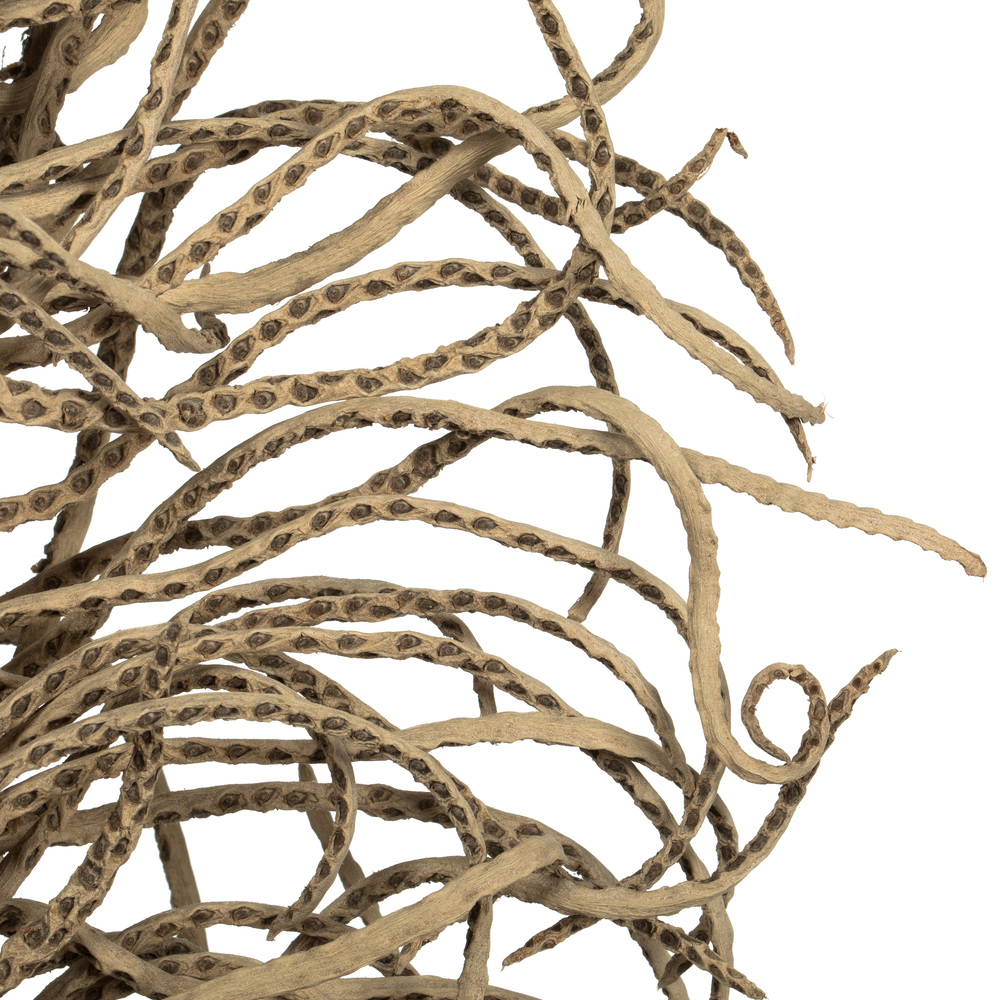 Vickerman Natural Medusa Branch, Dried